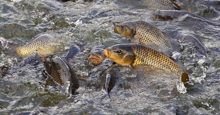 fábrica de peixes