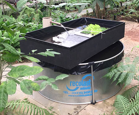 peixes e hortaliças